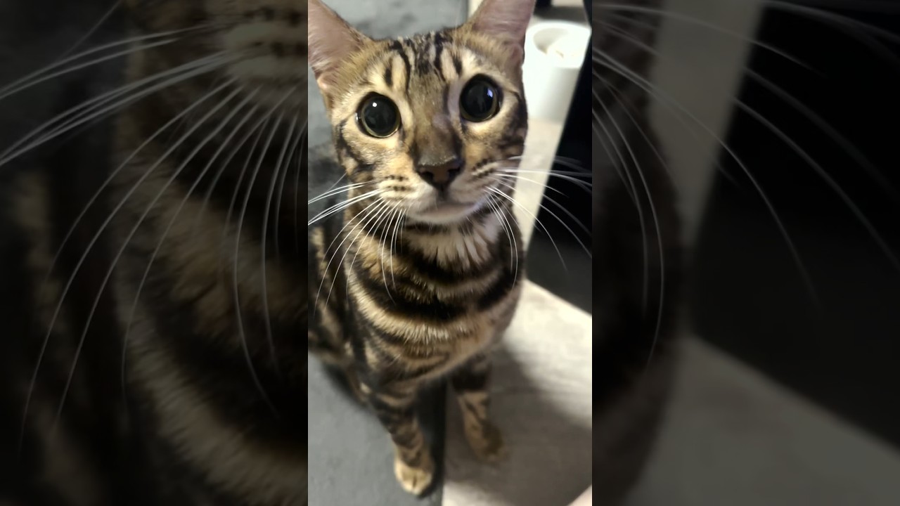 おやつくれっ！！【子猫】 #shorts #ベンガル #ねこりる