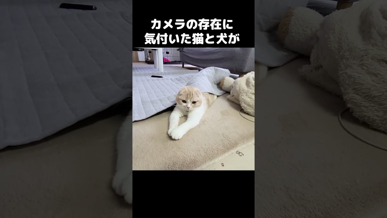 カメラの存在に気付いた猫ちゃんと犬の可愛すぎる反応が...#shorts