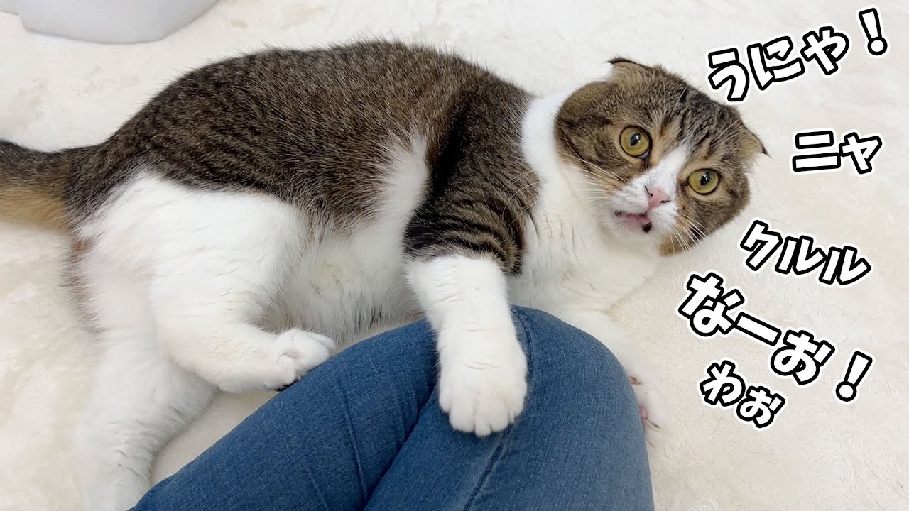 子猫のいない生活から元気になっておしゃべりが止まらない猫が可愛すぎたw