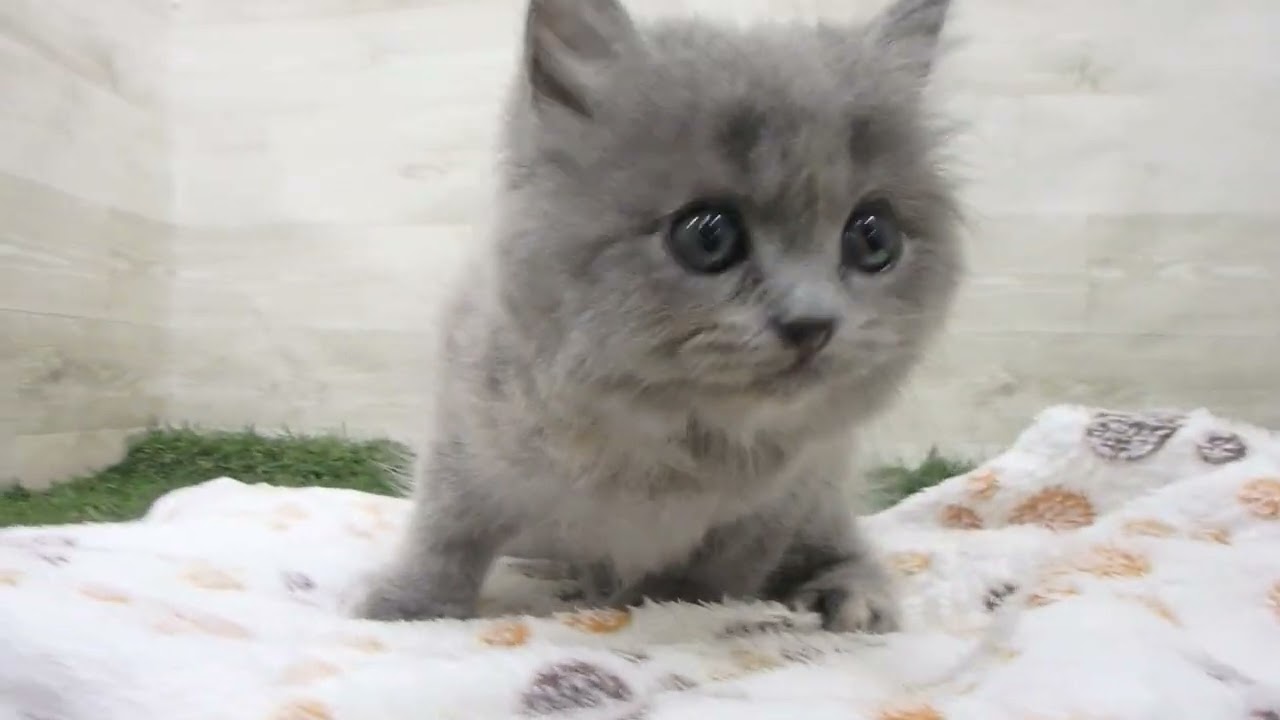 ペットショップcoo&riku No.00640352 ノルウェージャン・フォレストキャット