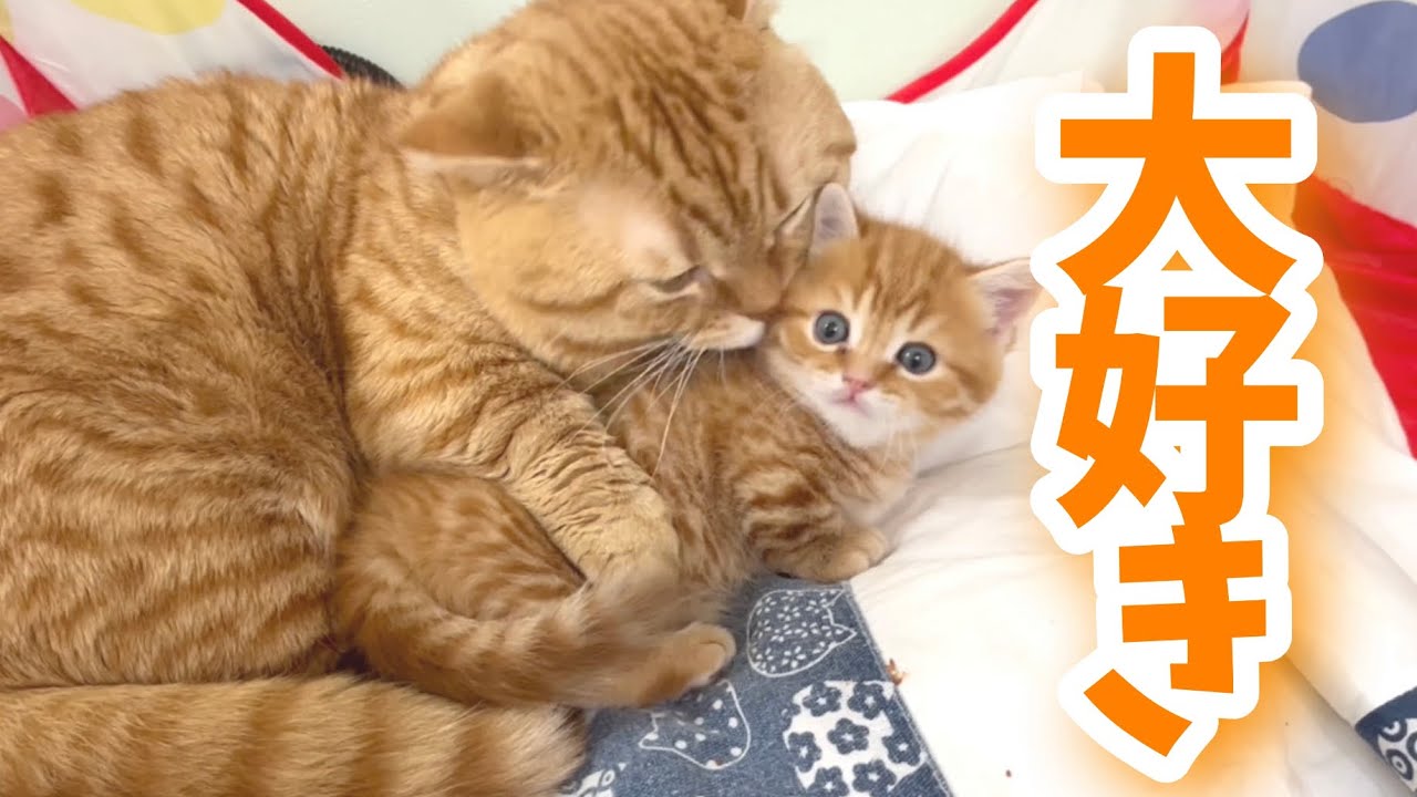 息子を好き過ぎる父猫と愛されてる子猫がかわいい💓 Munchkin Father and Son💓
