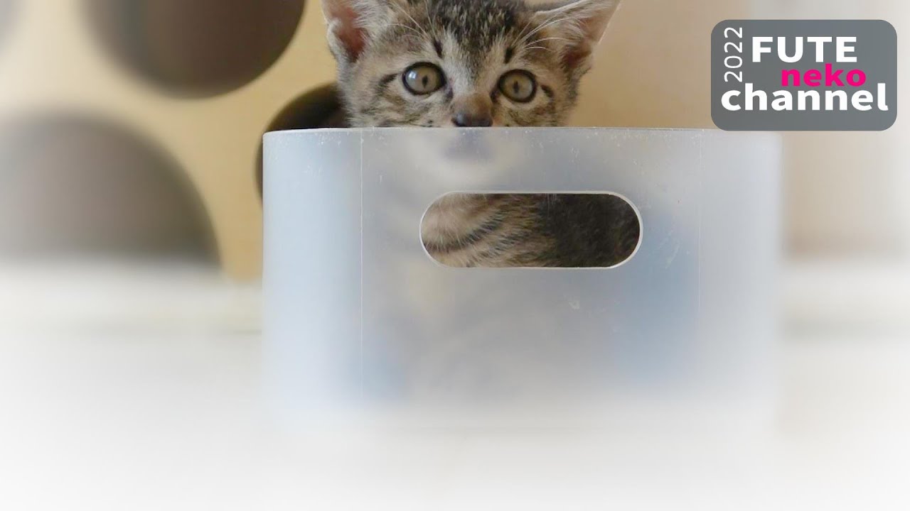 箱をめぐって子猫のバトルが始まりました【保護子猫】
