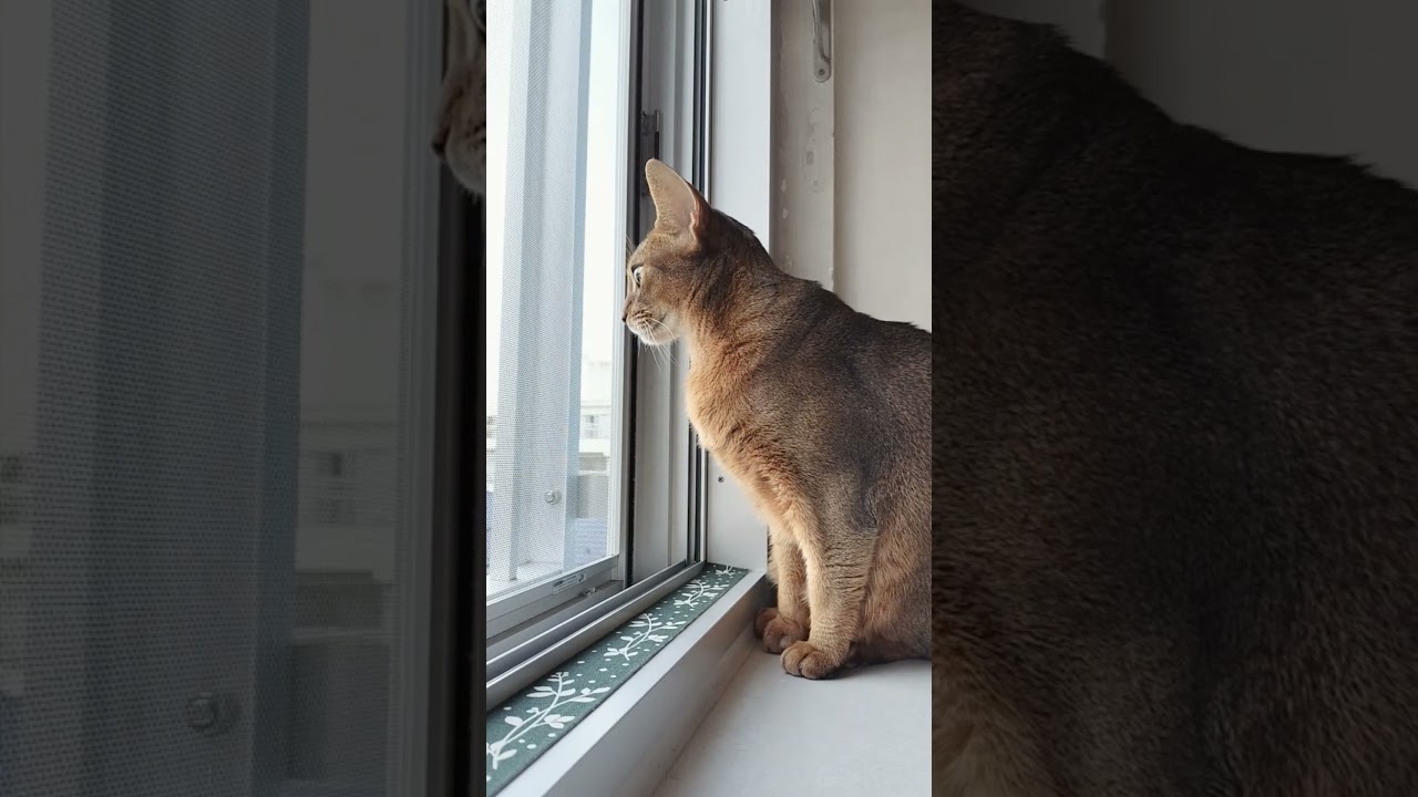 ネコ動画あび＃1603　#shorts　あびの毎日　アビシニアン　あび