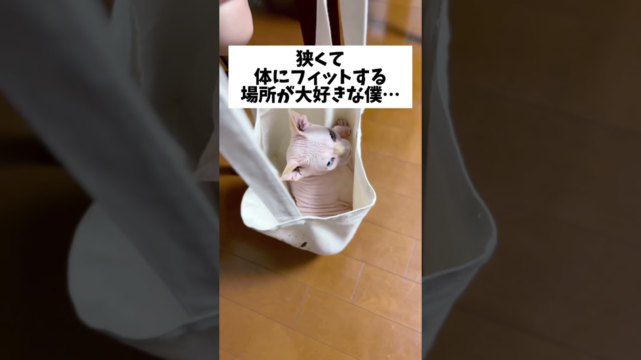 スフィンクス猫はおかーちゃんのぬくもりが恋しいのかも？