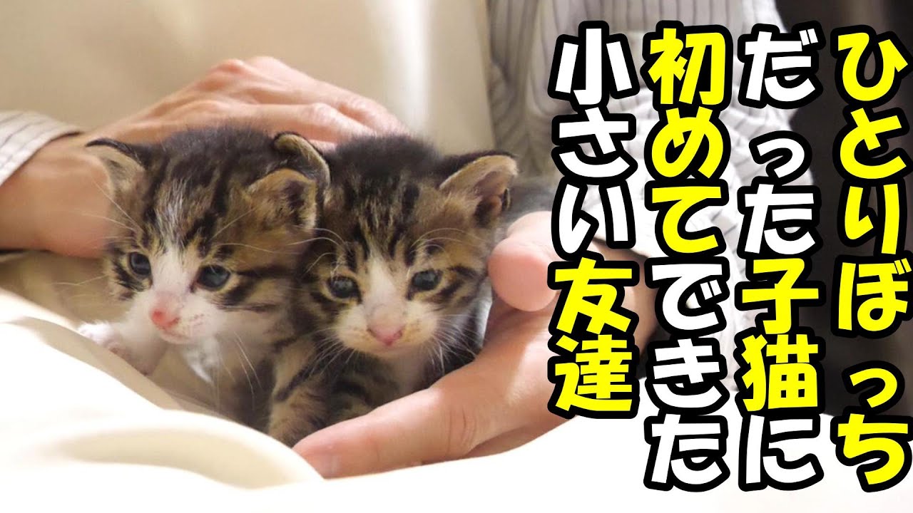 独りぼっちで保護された子猫に初めてできた小さい友達【赤ちゃん猫　保護猫】