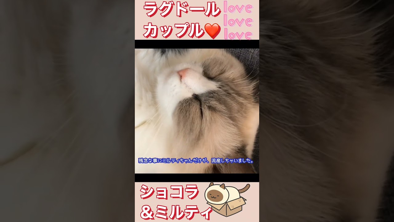No.0515【ニャンコとの幸せな時間　番外編】ラグドールカップル　ショコラ＆ミルティ