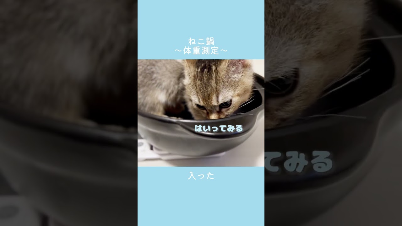 【ねこ鍋】子猫の体重測定　#shorts #cat #猫  #子猫 #kitten