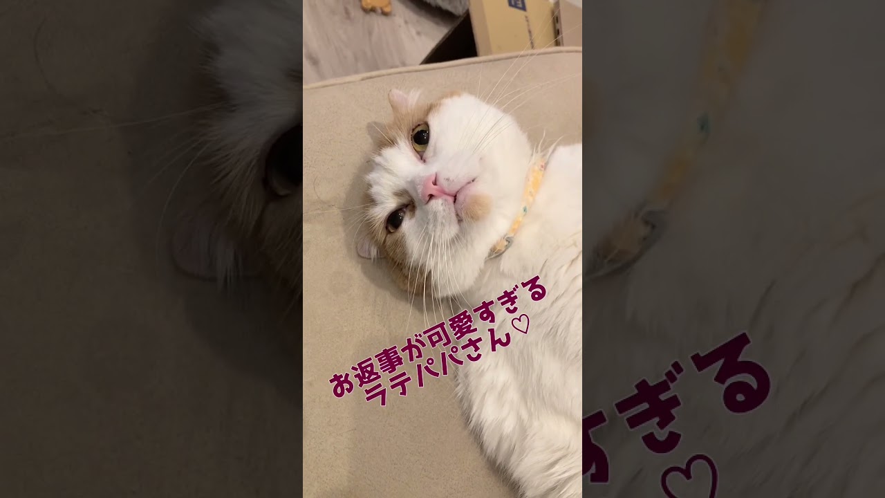 お返事が可愛い猫さん😍#shorts #可愛い猫 #スコティッシュフォールド #癒し #猫動画 #お返事 #かわいい猫