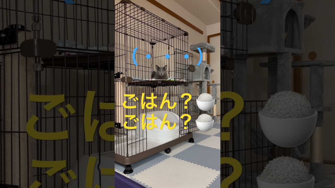 遂に「ご飯」に反応しなくなった猫（ロシアンブルー）#shorts