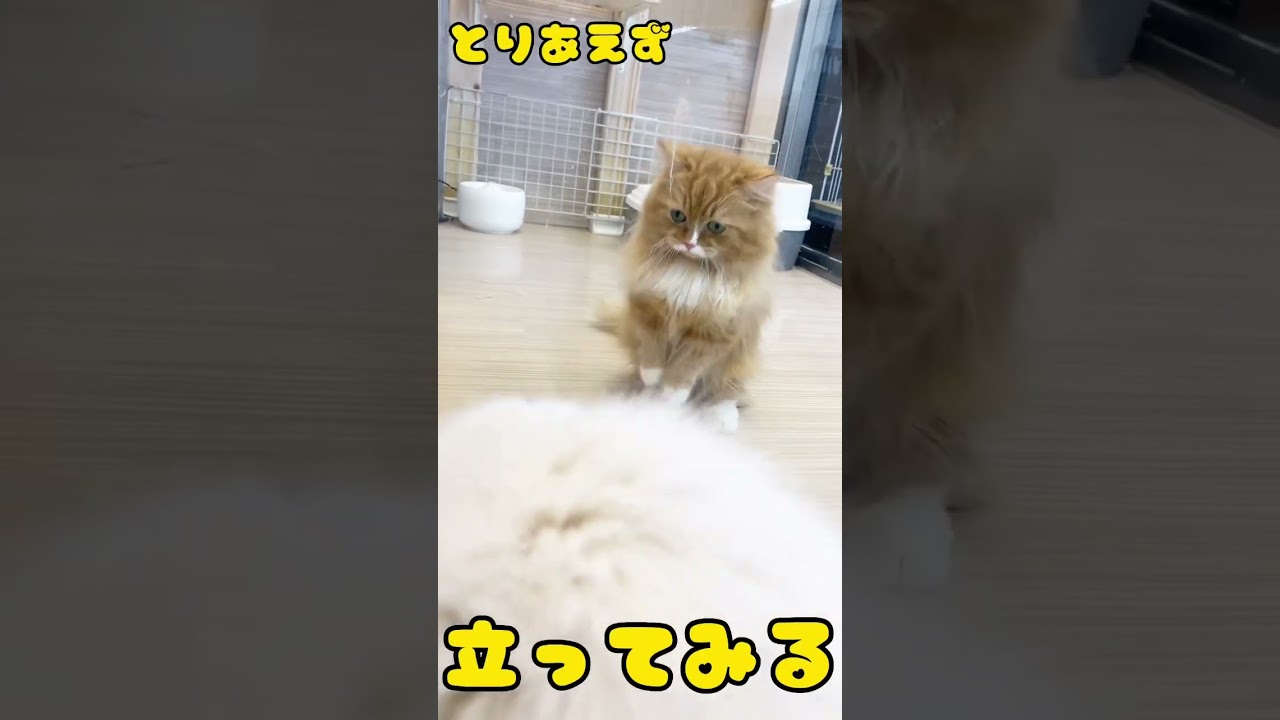 ラグちゃんが気になるおミヌちゃん！#ミヌエット#ラグドール