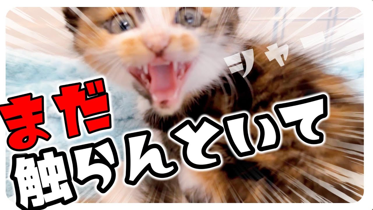 「シャーシャー」まだまだ継続中の子猫たち。【保護猫生活2～4日目】