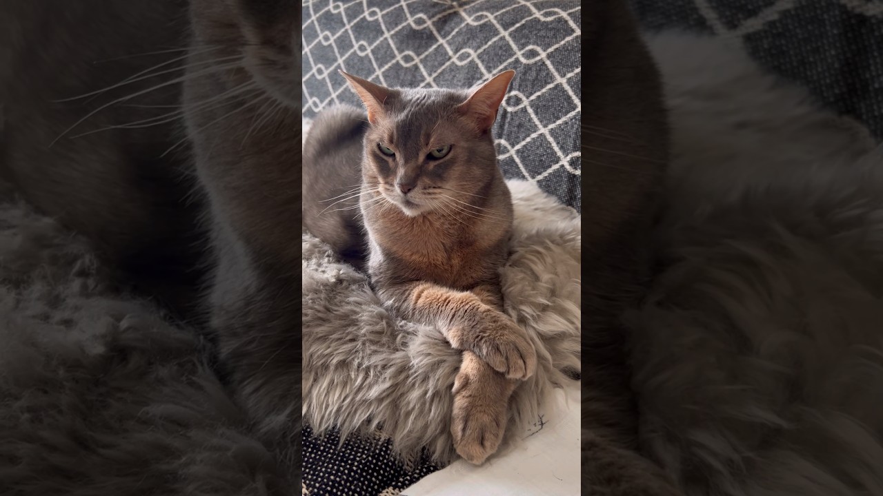 12歳のアリスちゃん #shorts #猫動画 #アビシニアン #cat #まな猫