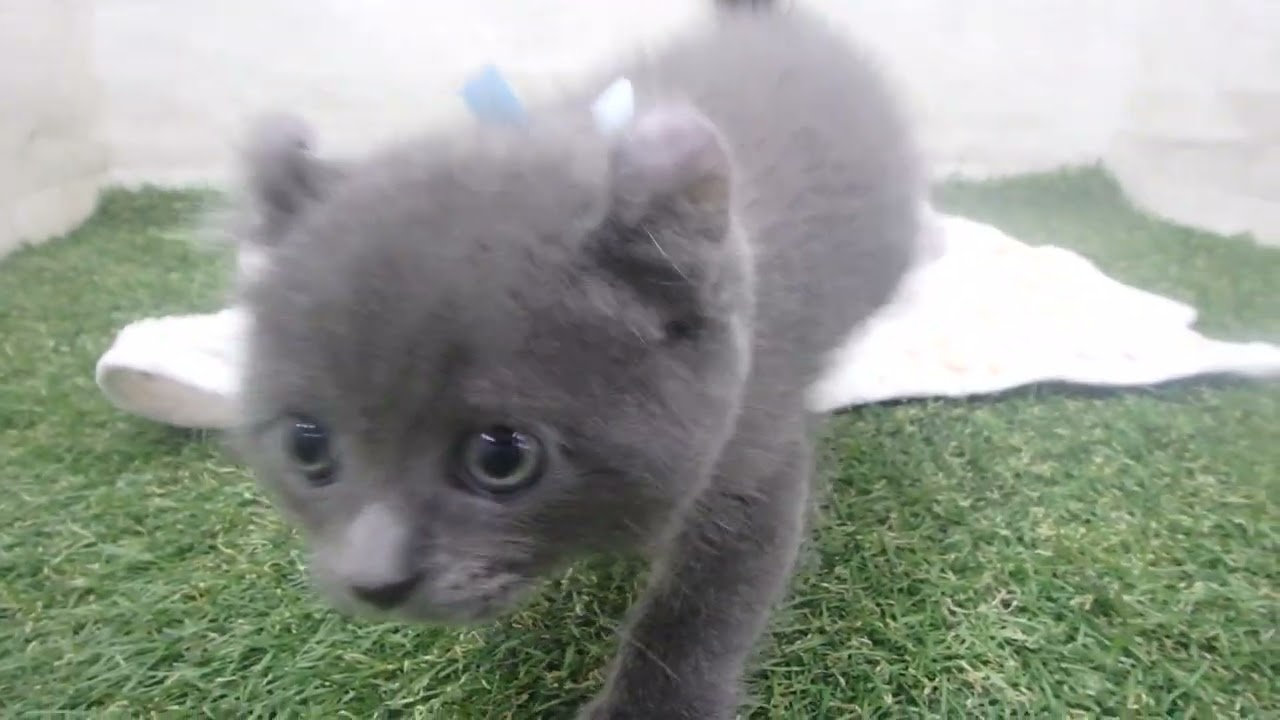 Coo&RIKU　No00639505 アメリカンカール