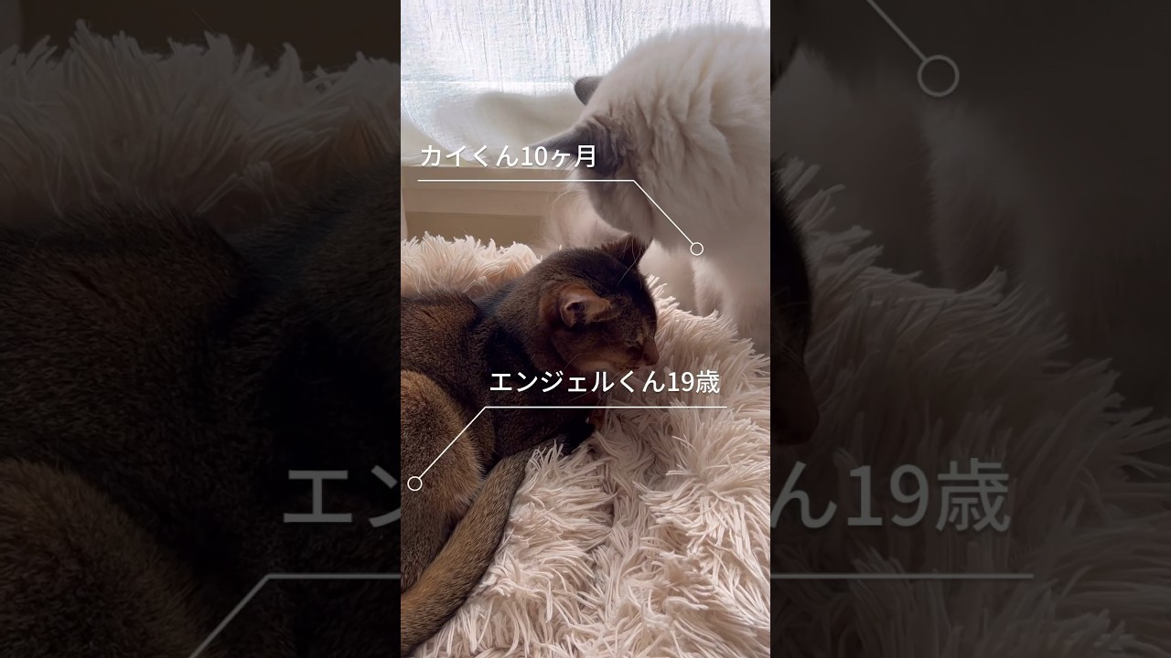 19歳と10ヶ月のまな猫 #shorts #猫動画 #アビシニアン #サイベリアン #cat #まな猫