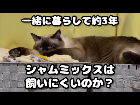 シャムミックスの性格とは？飼いにくいのか？ #77