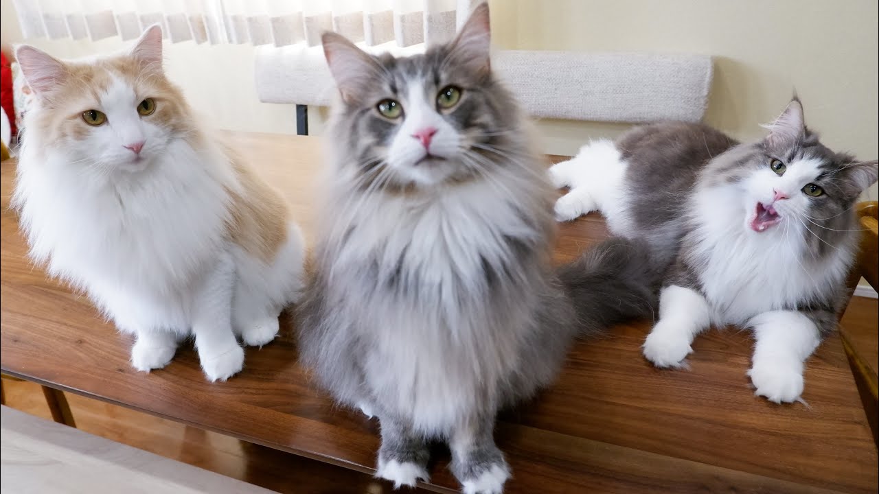 【夜ふかし】もふ猫たちと一緒に夜更かししてみたwwwノルウェージャンフォレストキャット