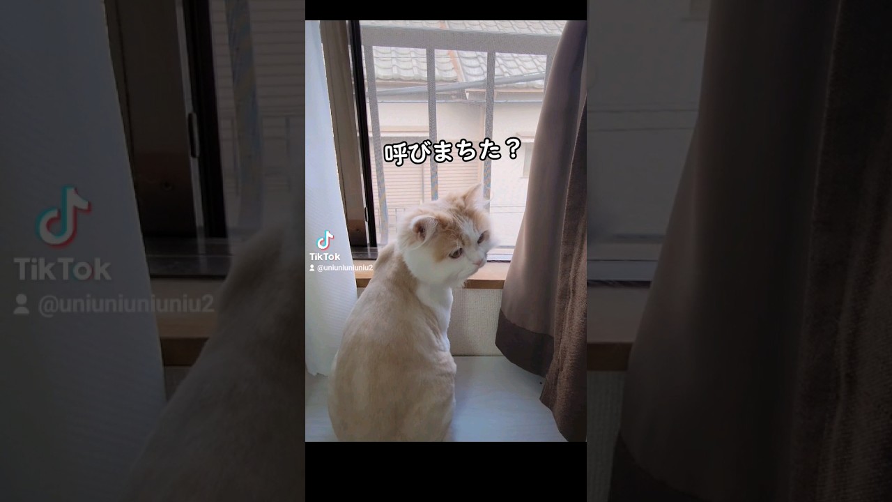お呼ばれしたい子猫 #ラガマフィン #猫動画 #cat #子猫 #癒し #サマーカット