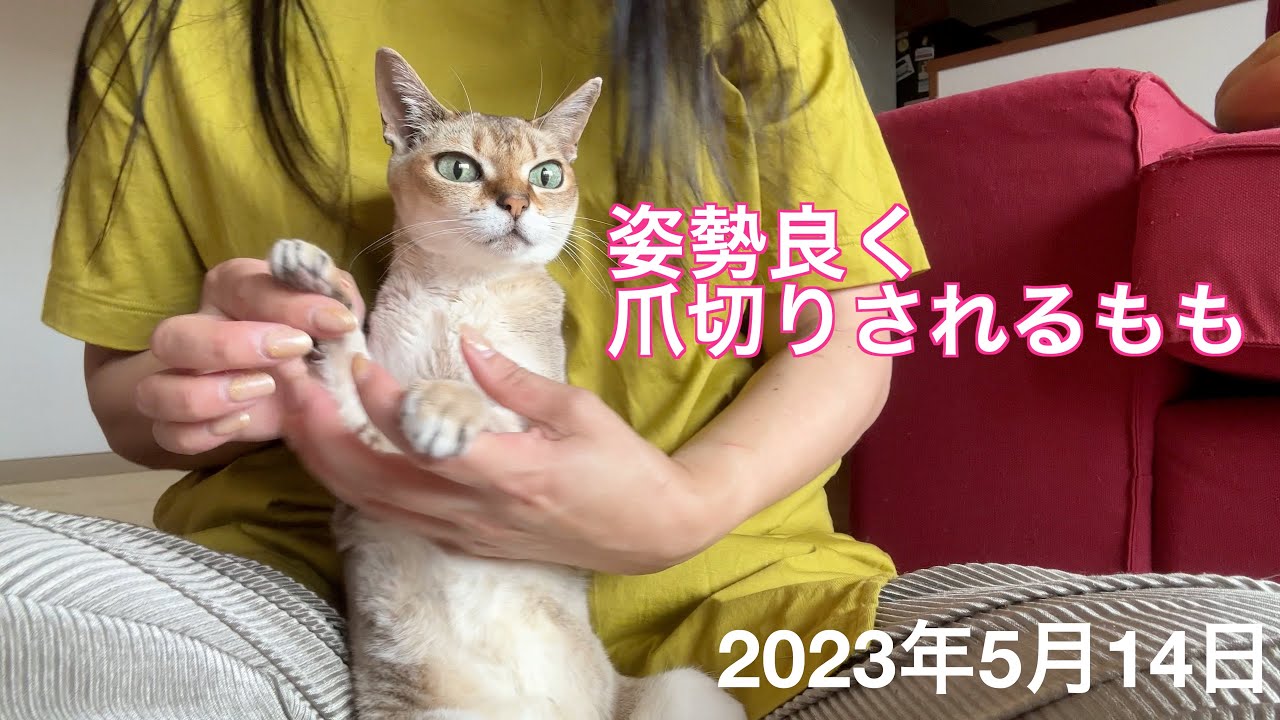 爪切り頑張ったけど、猫なのに背筋が伸びちゃった🤣シンガプーラ「もも」：2023.05.14  #爪切り　#シンガプーラ #猫