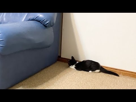 獲物を見つけた子猫
