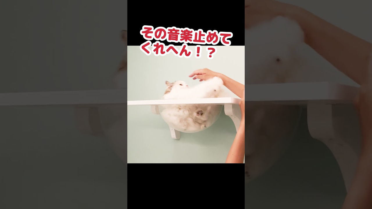 猫用癒しの音楽を聞かせてみた結果…#Shorts