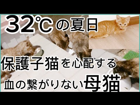 32℃の夏日‼︎保護子猫の鳴き声聞いて心配している血のつながりない母猫‼︎#子猫 #保護