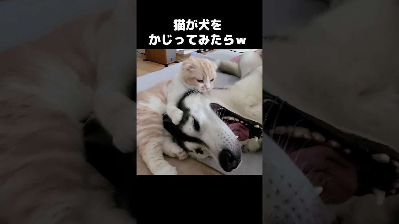 好きすぎて猫が犬をかじったらこうなったｗ...#shorts