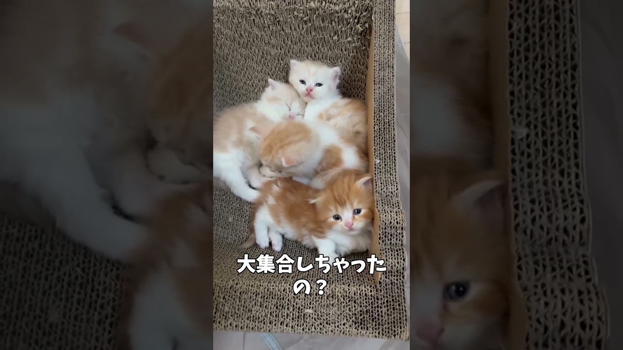 赤ちゃん子猫たちが全員お風呂場に集合しました【ミヌエット】#Shorts