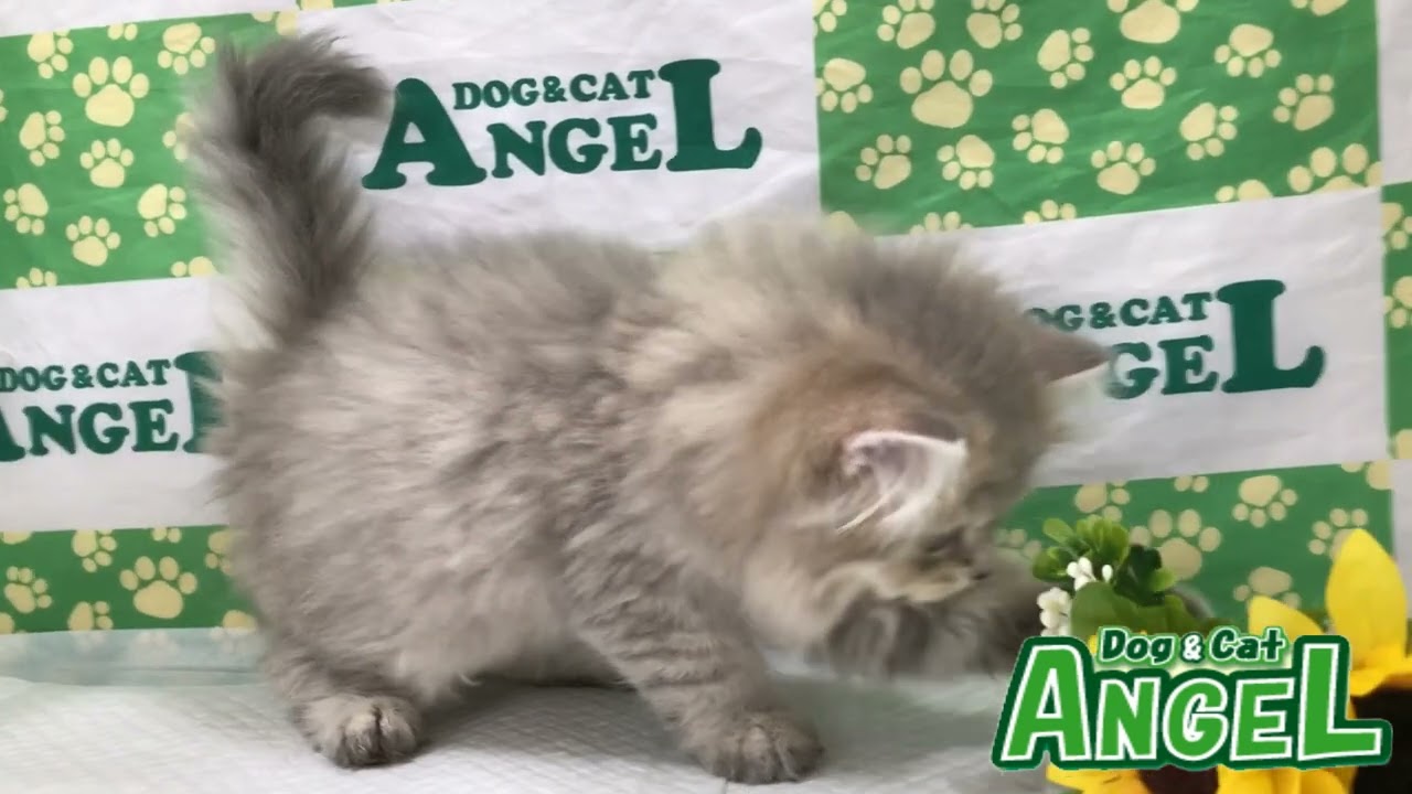 ペルシャ 2306129 【ペットショップエンゼル　子犬・子猫販売】