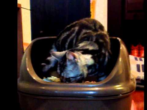 アメショのイビキネコ　それぞれトイレ中...