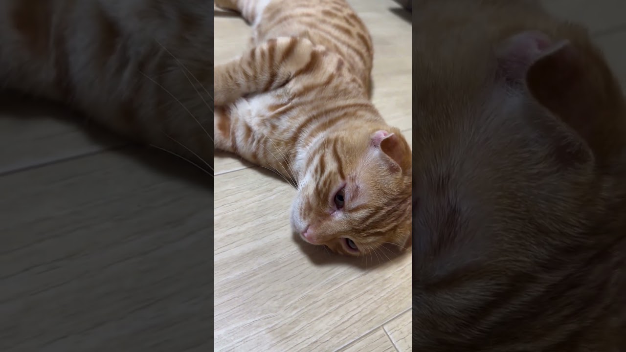 床でくつろぎタイム #キンカロー #猫 #cat #猫のいる暮らし #catlover #고양이 #catlovers #catvideo #catvideos