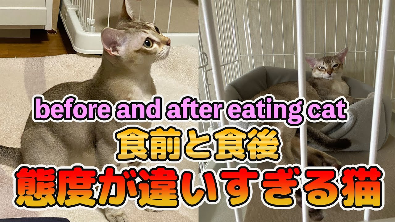 【シンガプーラ】ご飯の時間が待てない猫がこちらです＃過保護＃シンガプーラー＃赤ちゃん