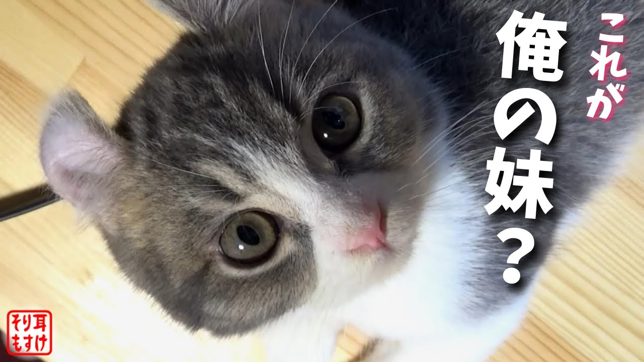 生き別れの実の妹に会いに行ったらまさかのこうなりました…