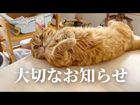 茶々パパから大切なお知らせがあります。
