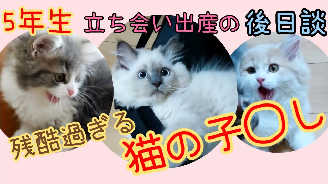 残酷な猫の子◯し 立ち会い出産の後日談 悲しい体験 サイベリアン 子猫