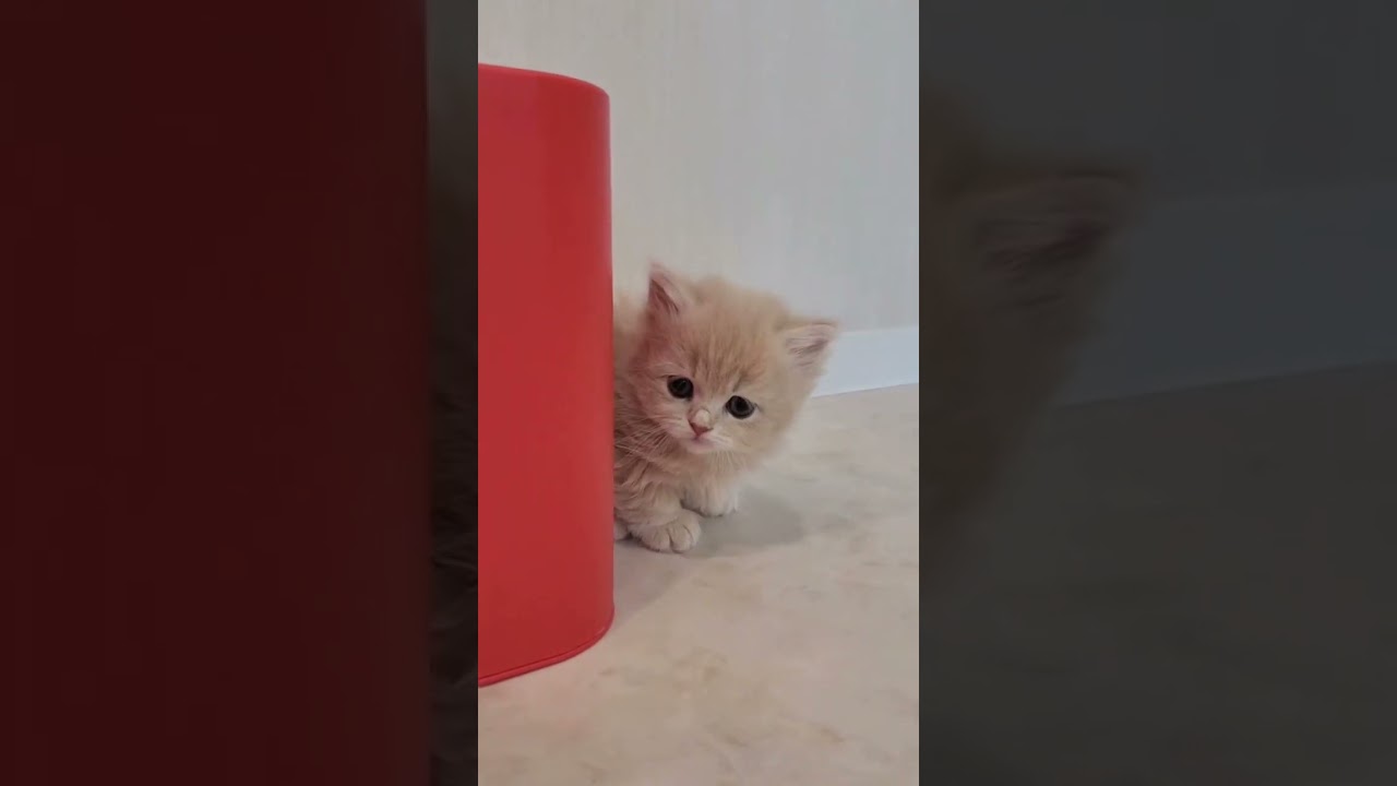 【今日もふ】短足キンカロー♡短いオテテに悶絶【2022年12月19日】