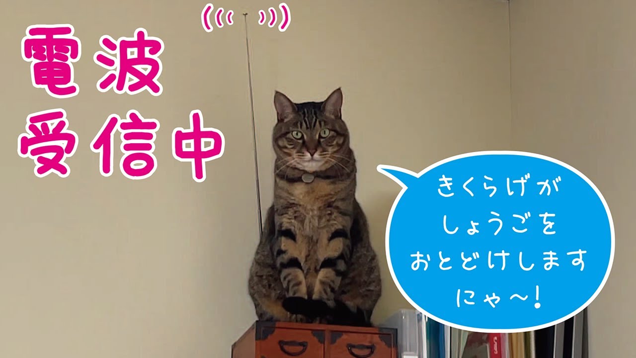 めちゃくちゃ可愛い猫ラジオを買いました