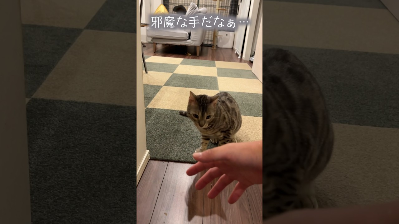 肉の匂いを嗅ぎつけて強引にキッチンへ行こうとする猫 #ベンガル #ルトロゼ #猫