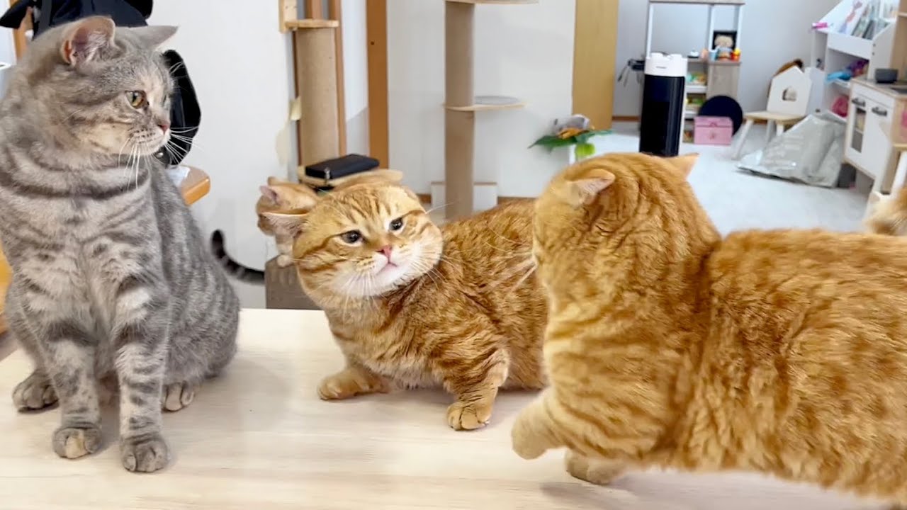 マンチカンのパンチは先制攻撃で踏み込んでも一発も当たらない！
