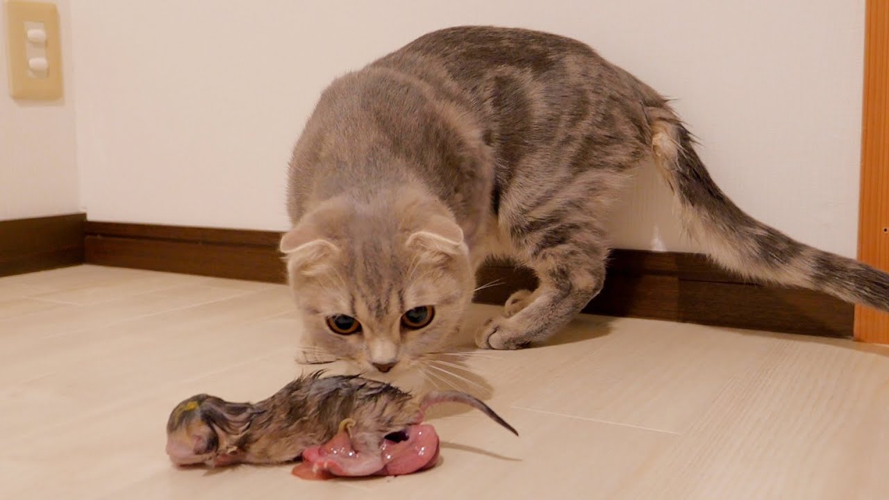 Lulu the Scottish Fold gave birth to 5 adorable baby kittens. beautiful and emotional.