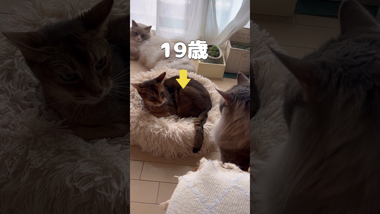 まさか！？ #shorts #猫動画 #ノルウェージャンフォレストキャット #アビシニアン #cat #まな猫