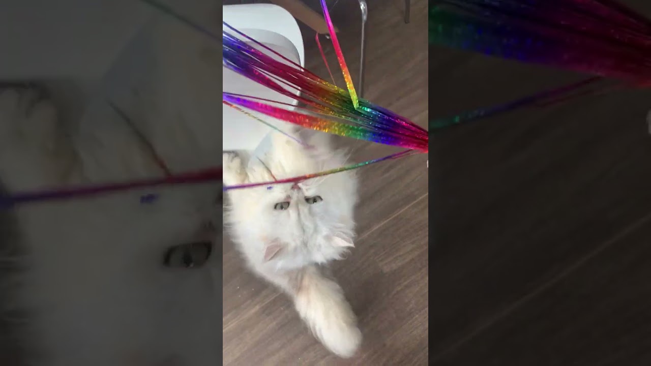 ペルシャ（チンチラ） タクミです