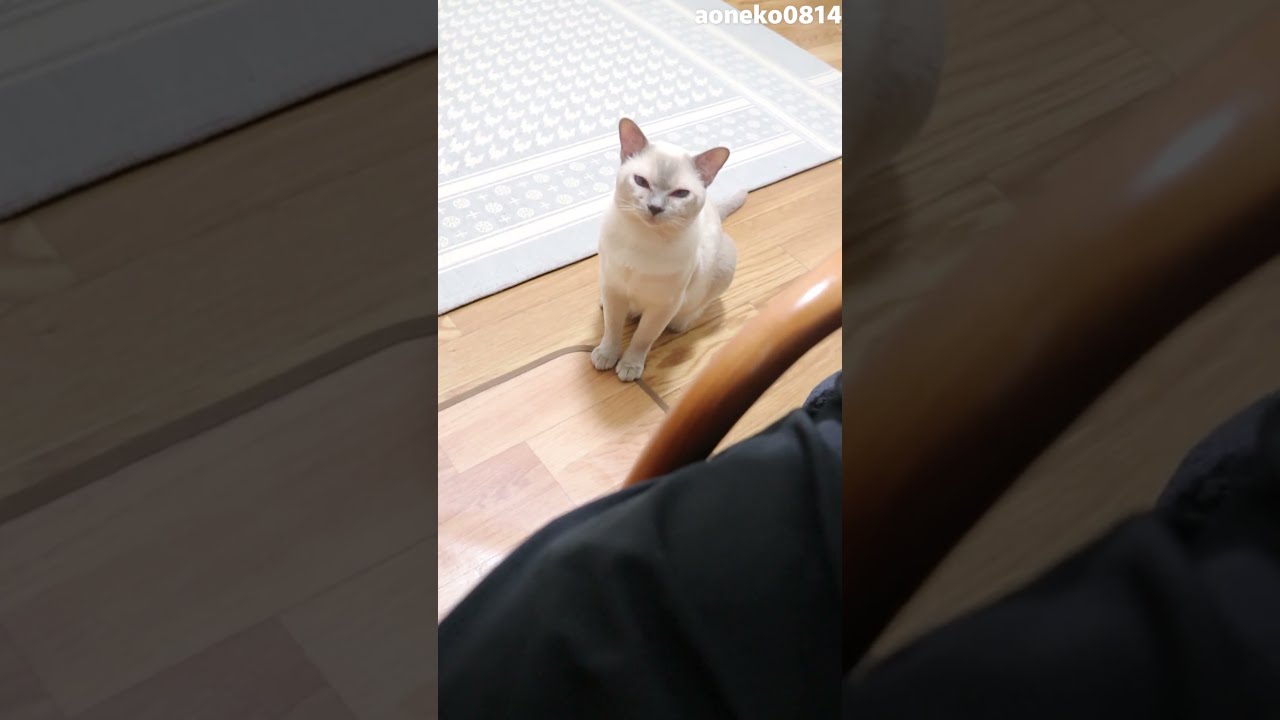 猫の感情がはっきり伝わる鳴き声がこちらです(笑) #shorts