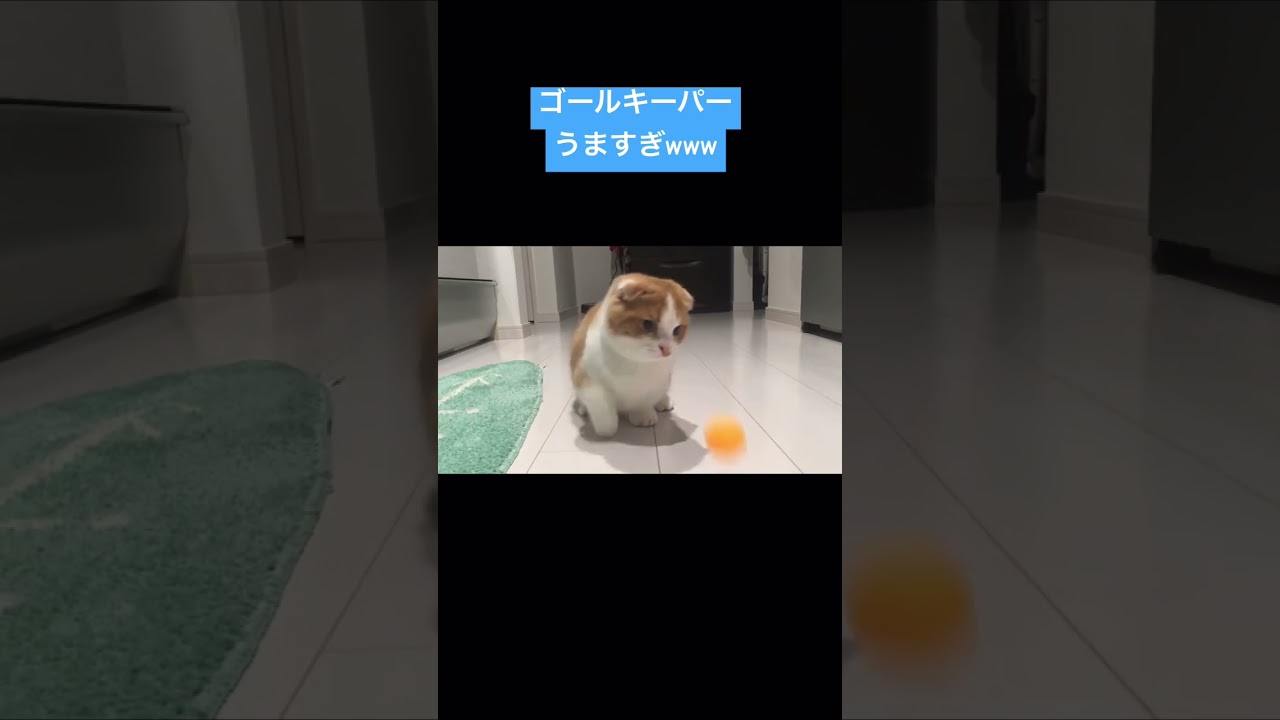 ゴールキーパーうますぎる猫 #shorts