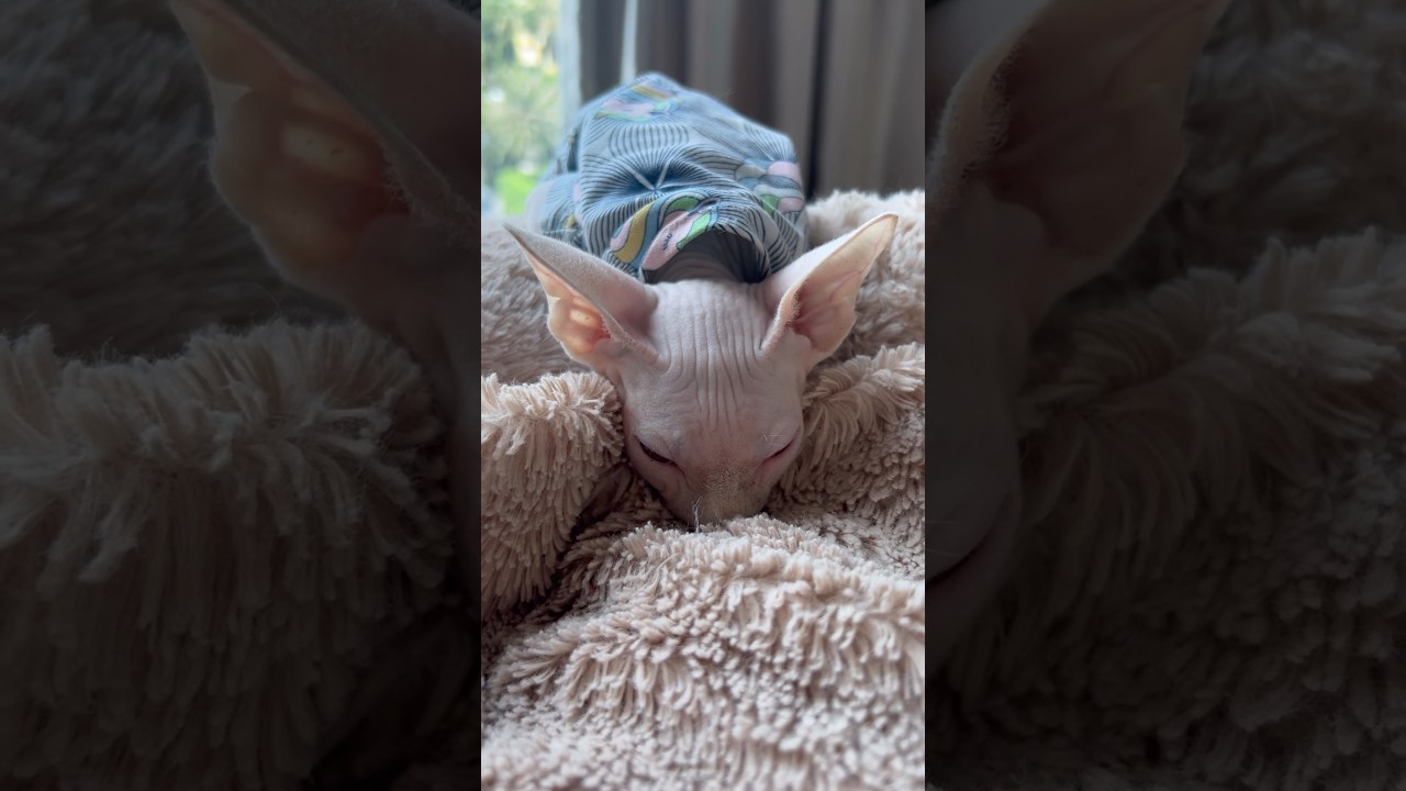 変な格好で眠る毛のない子猫ww【スフィンクス猫】