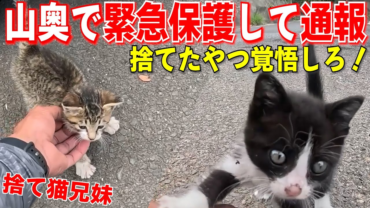 鳴き声で見渡すといた子猫兄妹を緊急保護！放置したら鳥が…犯罪は通報して離島から保護して連れて来ました　犯人見つけてやるからな