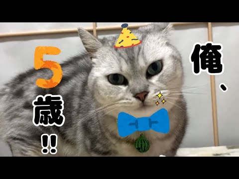 【2023】6月11日に我が家の短足猫の大吉の誕生日パーティーをしました！