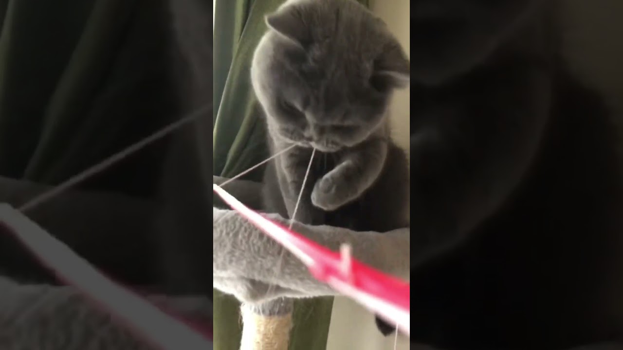 【猫】ちょいちょいちょいちょい #猫 #ブリティッシュショートヘア #cat #cute