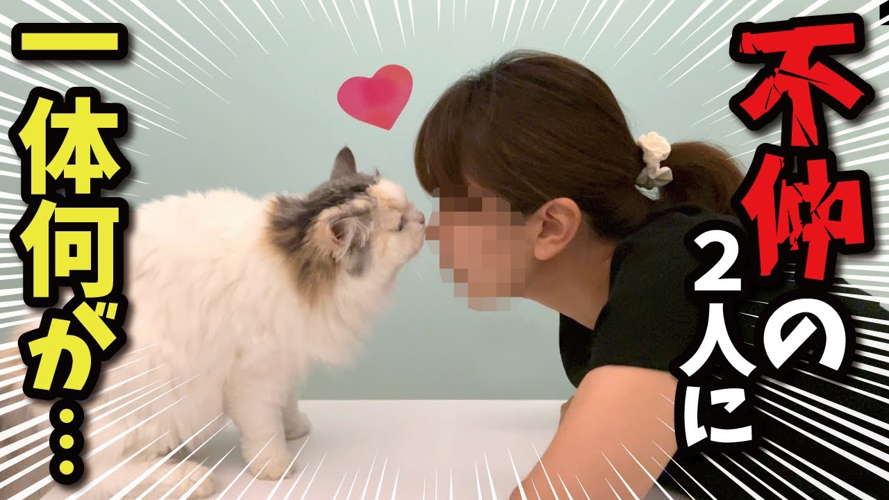 奥さんと猫が鼻チューして最後とんでもない事に…！【関西弁でしゃべる猫】