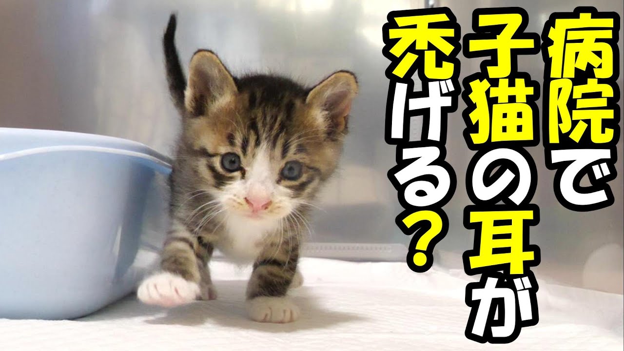 【ぼっち子猫と長男子猫】病院で長男子猫の耳が禿げてしまう。【赤ちゃん猫　保護猫】