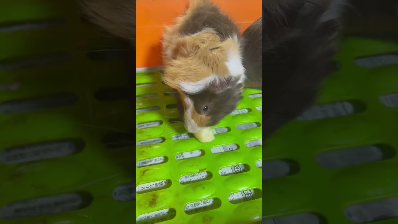 リンゴが美味しいおチビさん(^^)